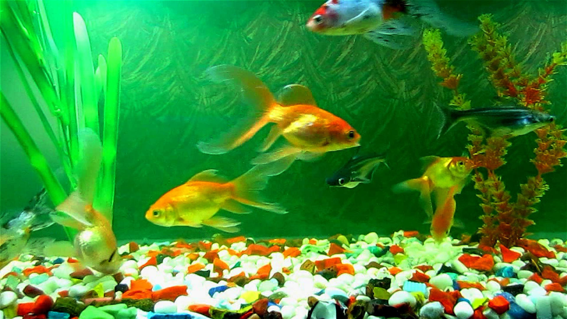 Detail Wallpaper Aquarium Hd Nomer 48