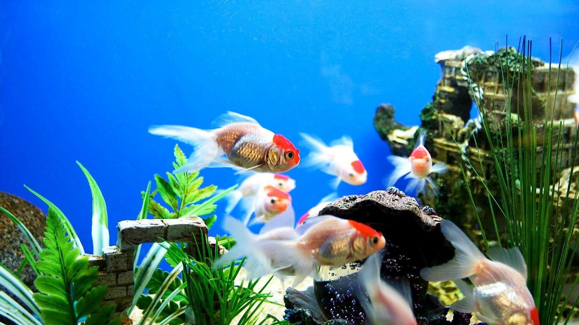 Detail Wallpaper Aquarium Hd Nomer 6