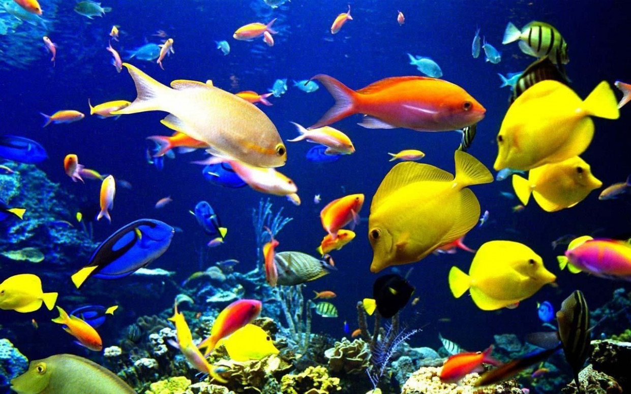 Detail Wallpaper Aquarium Hidup Nomer 15