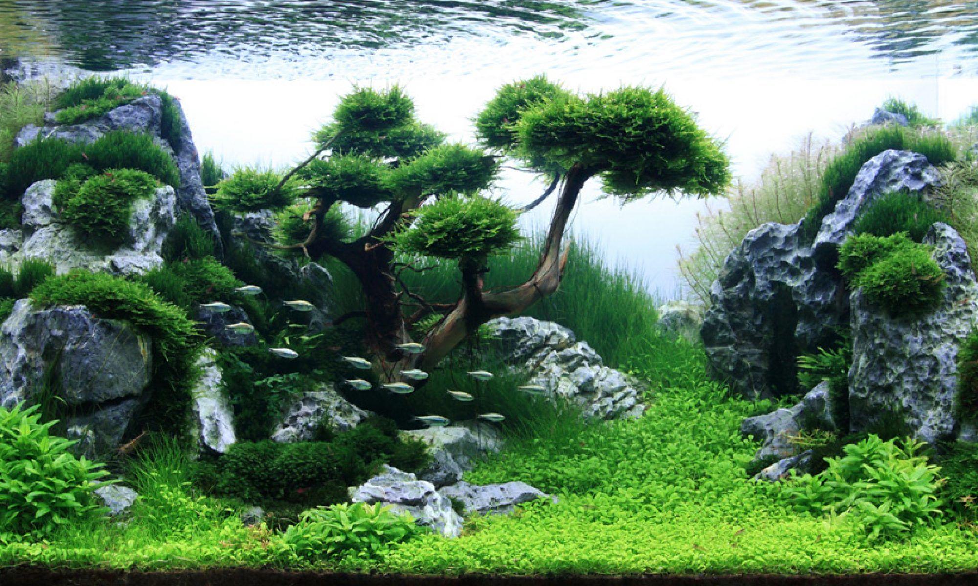 Wallpaper Aquascape 3d - KibrisPDR