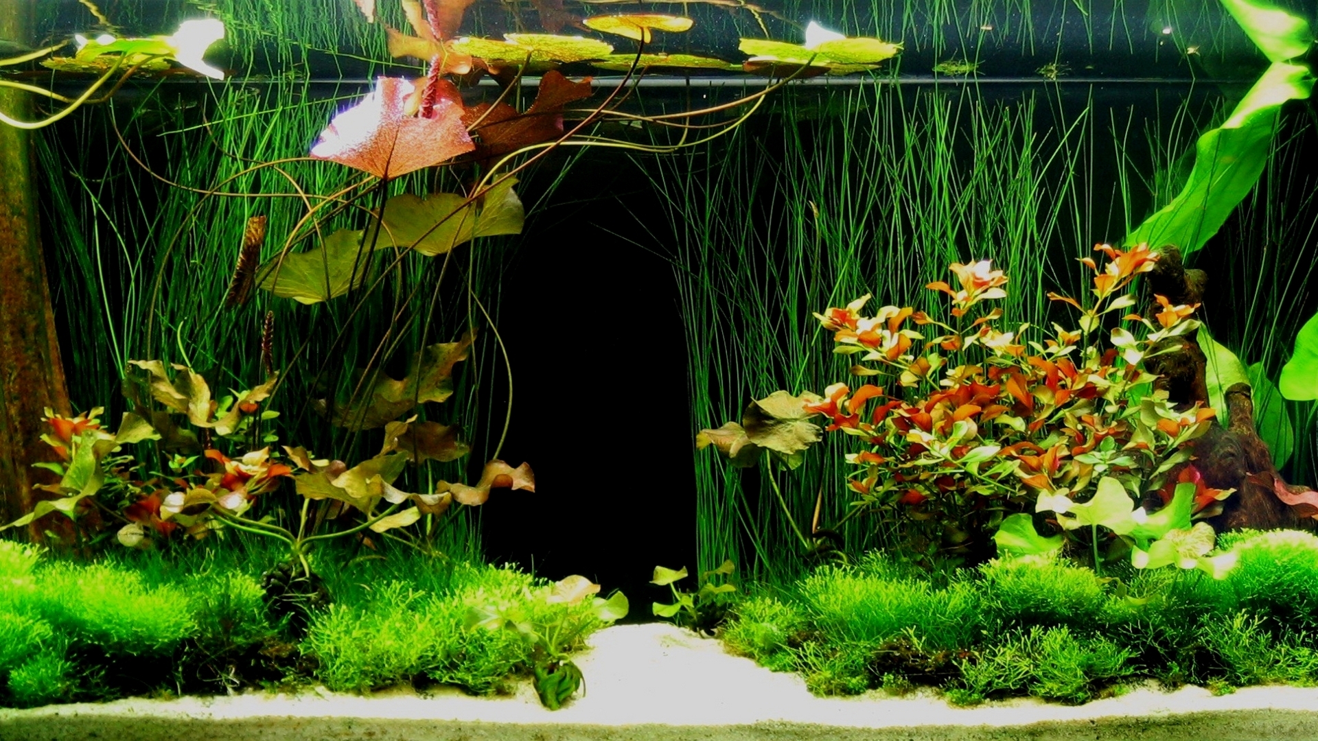 Detail Wallpaper Aquascape 3d Nomer 15