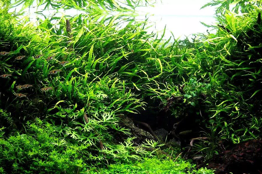 Detail Wallpaper Aquascape 3d Nomer 19