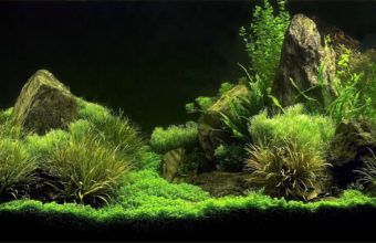 Detail Wallpaper Aquascape 3d Nomer 4