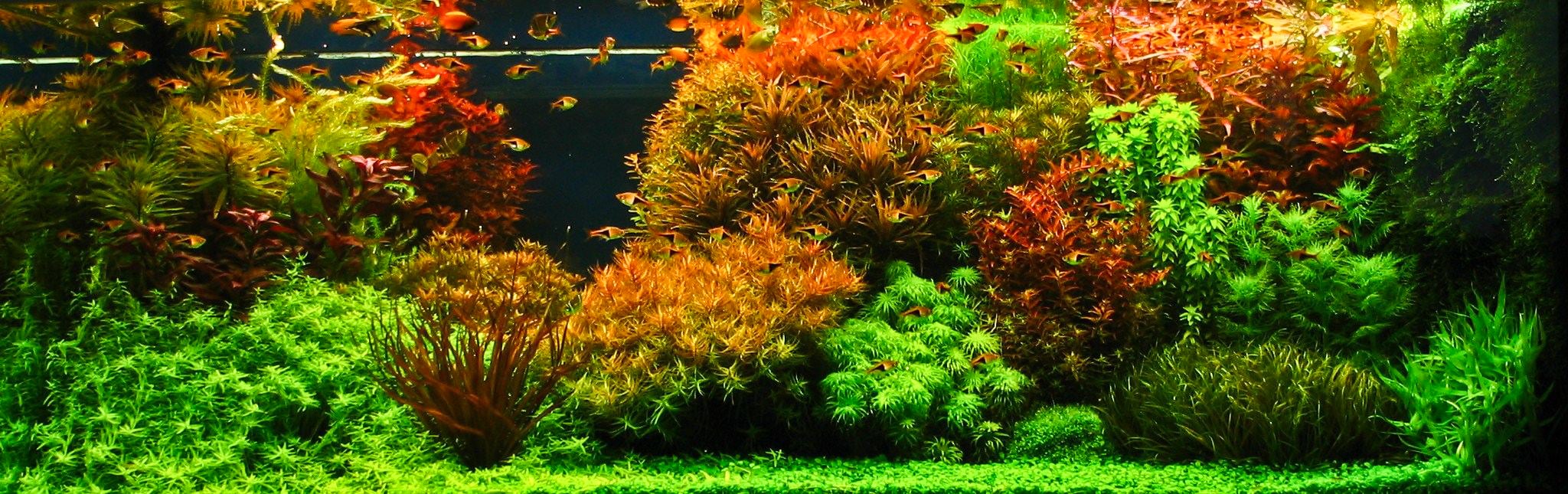 Detail Wallpaper Aquascape 3d Nomer 32