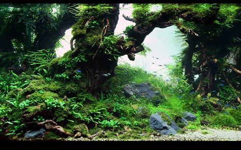 Detail Wallpaper Aquascape 3d Nomer 5