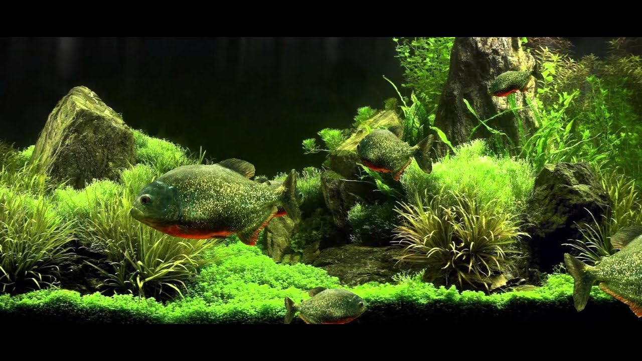 Detail Wallpaper Aquascape 3d Nomer 40