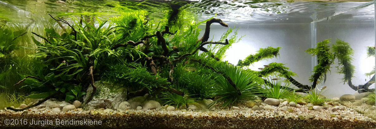 Detail Wallpaper Aquascape 3d Nomer 41