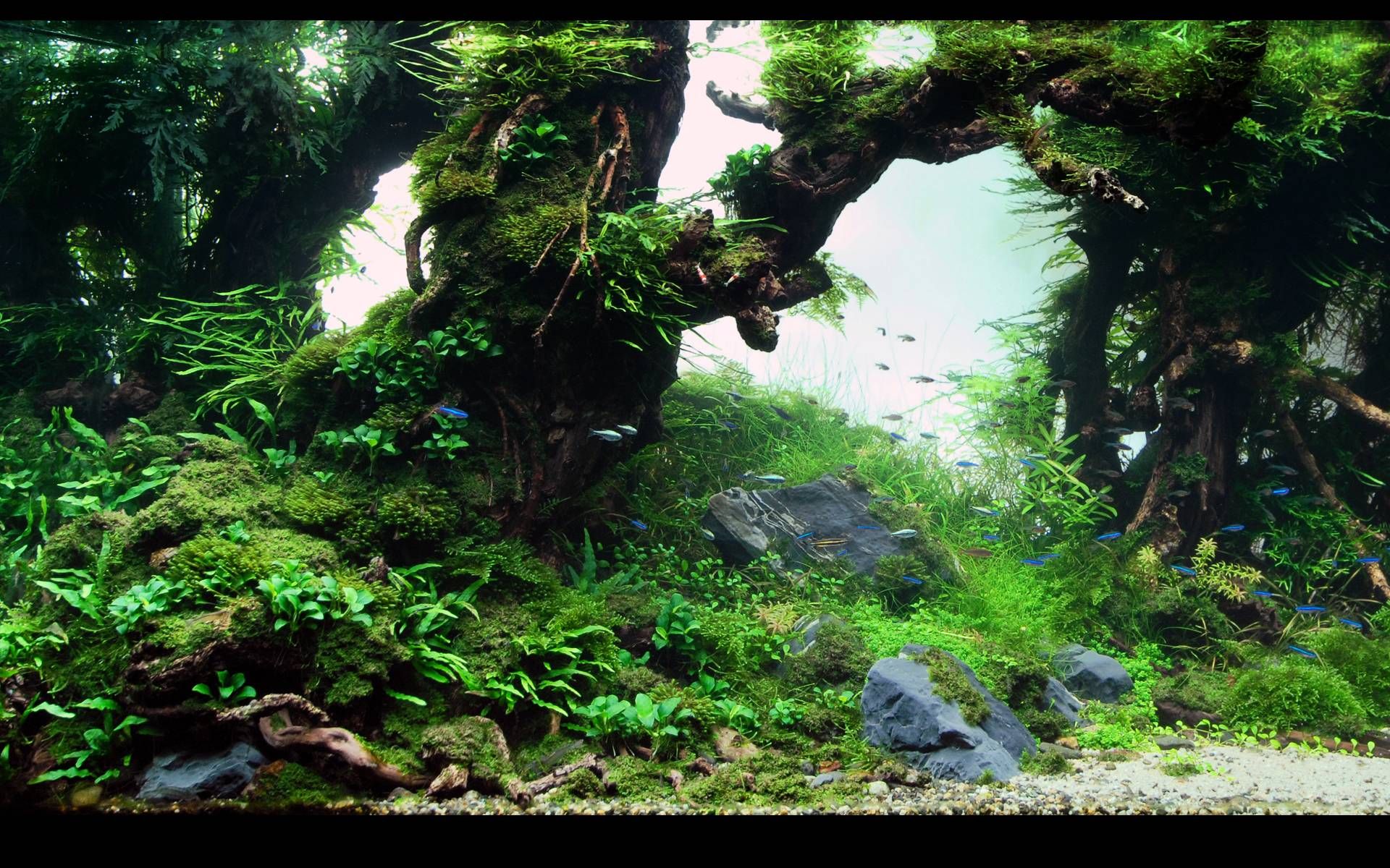 Detail Wallpaper Aquascape Hd Nomer 2