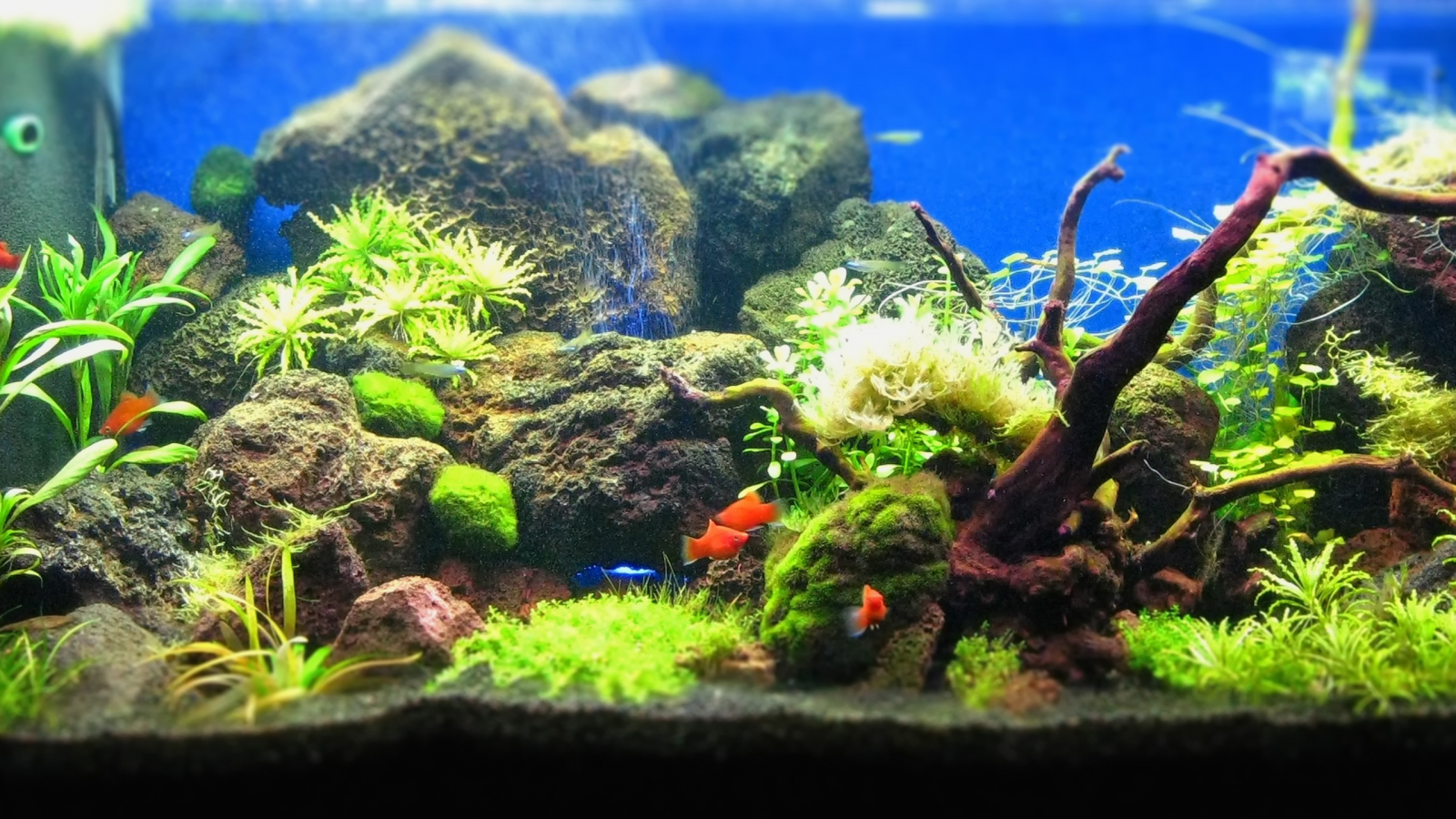 Detail Wallpaper Aquascape Hd Nomer 11
