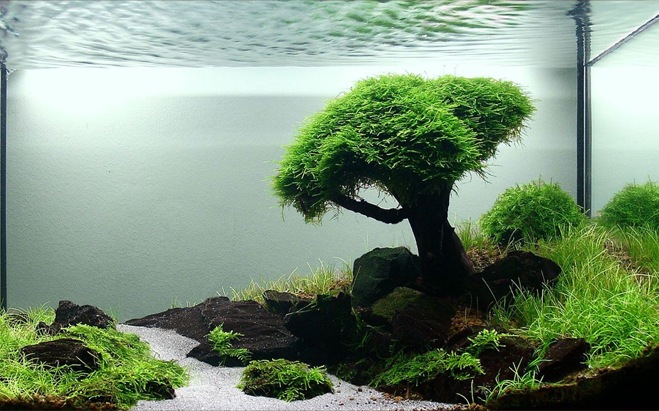 Detail Wallpaper Aquascape Hd Nomer 12