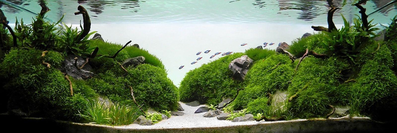 Detail Wallpaper Aquascape Hd Nomer 14