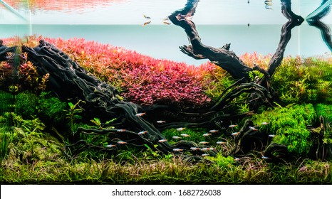 Detail Wallpaper Aquascape Hd Nomer 16