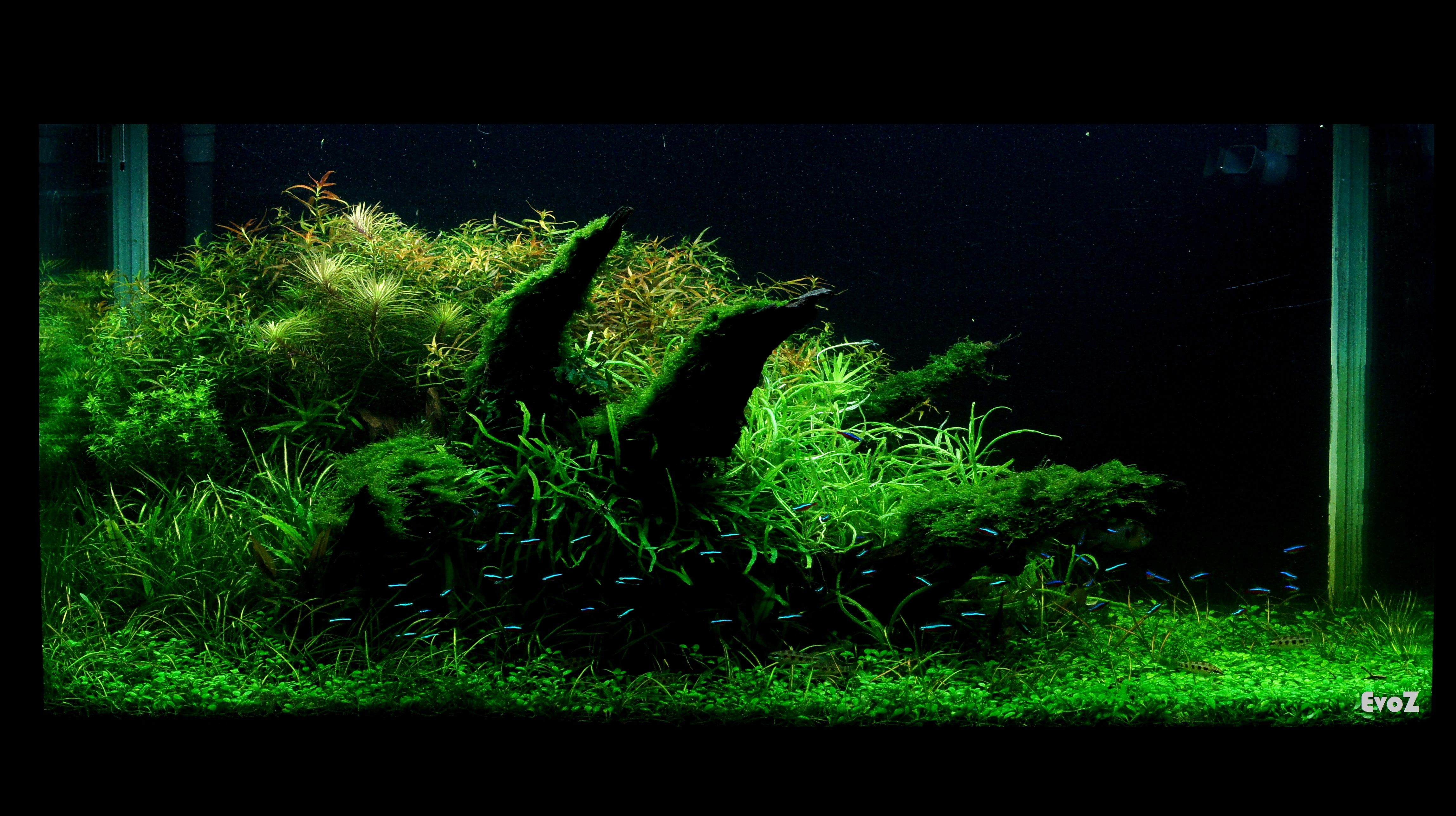 Detail Wallpaper Aquascape Hd Nomer 19