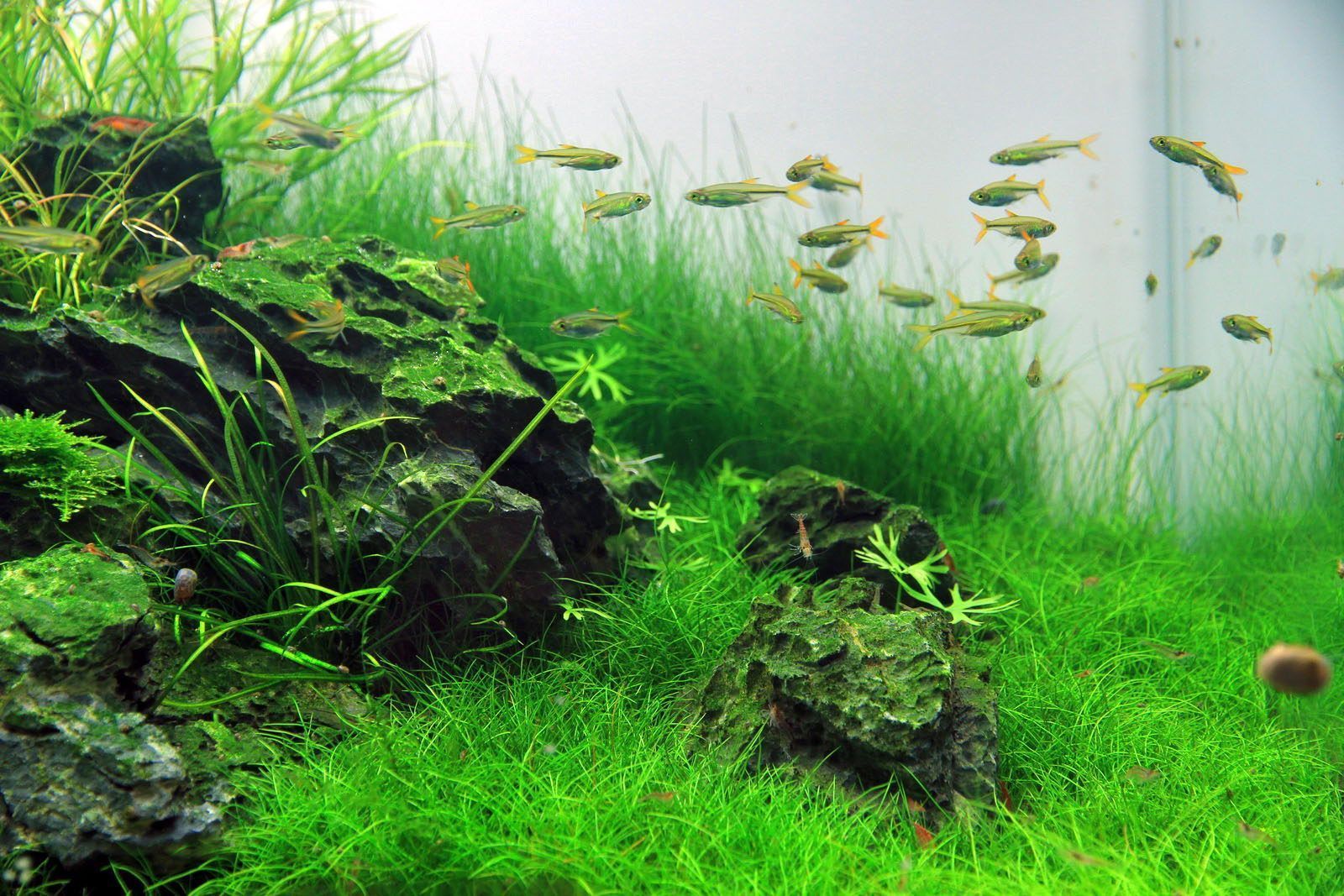 Detail Wallpaper Aquascape Hd Nomer 3