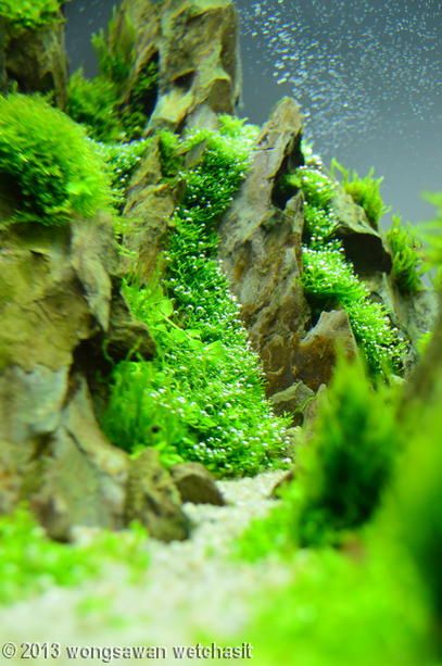 Detail Wallpaper Aquascape Hd Nomer 25