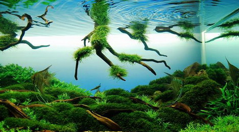 Detail Wallpaper Aquascape Hd Nomer 30