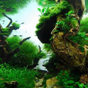 Detail Wallpaper Aquascape Hd Nomer 33