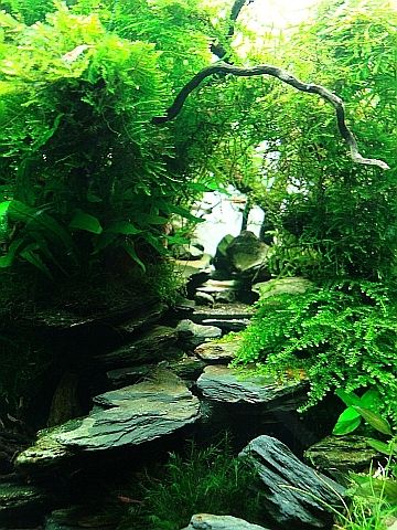 Detail Wallpaper Aquascape Hd Nomer 35