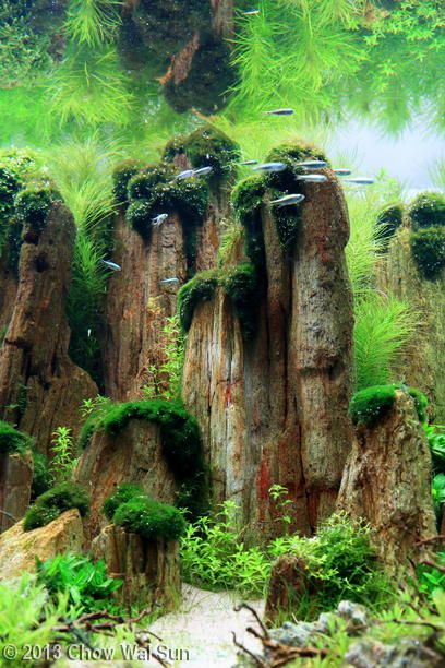 Detail Wallpaper Aquascape Hd Nomer 37
