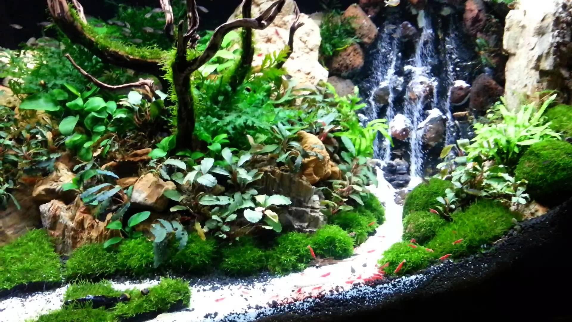 Detail Wallpaper Aquascape Hd Nomer 39