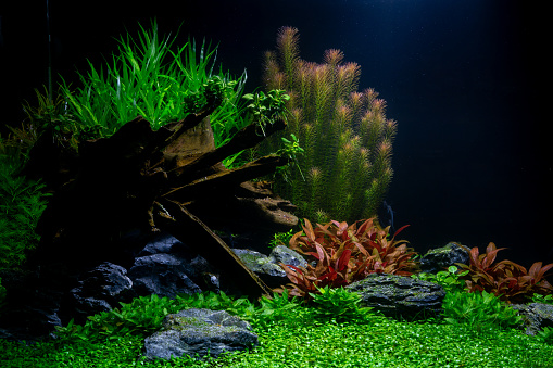 Detail Wallpaper Aquascape Hd Nomer 41