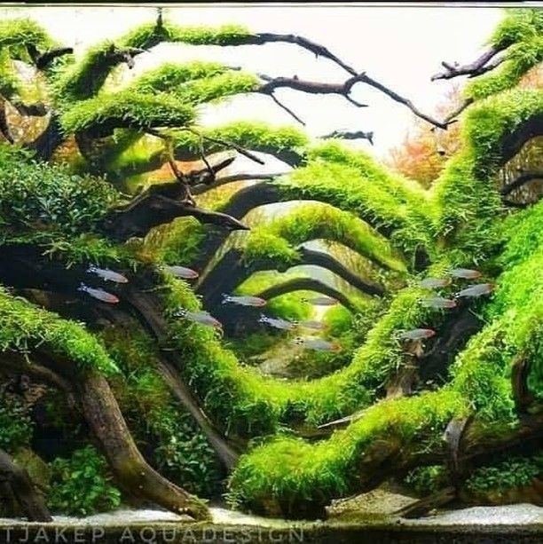Detail Wallpaper Aquascape Hd Nomer 42