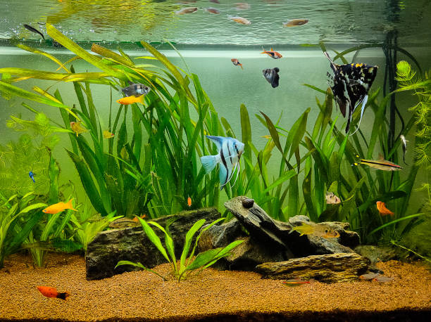 Detail Wallpaper Aquascape Hd Nomer 46