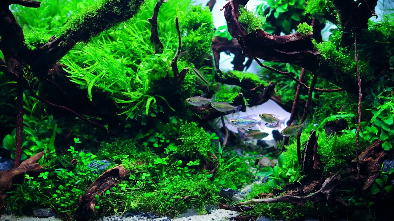 Detail Wallpaper Aquascape Hd Nomer 48