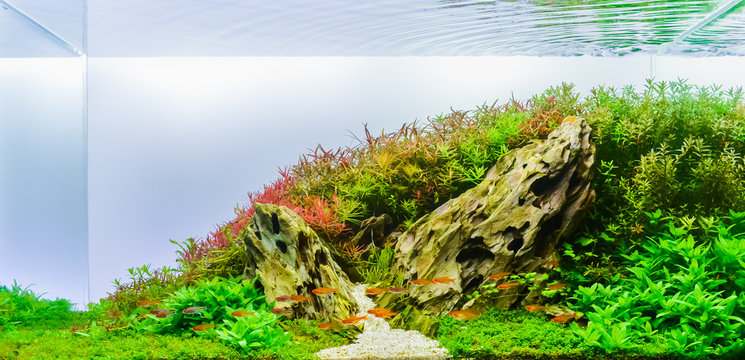 Detail Wallpaper Aquascape Hd Nomer 49