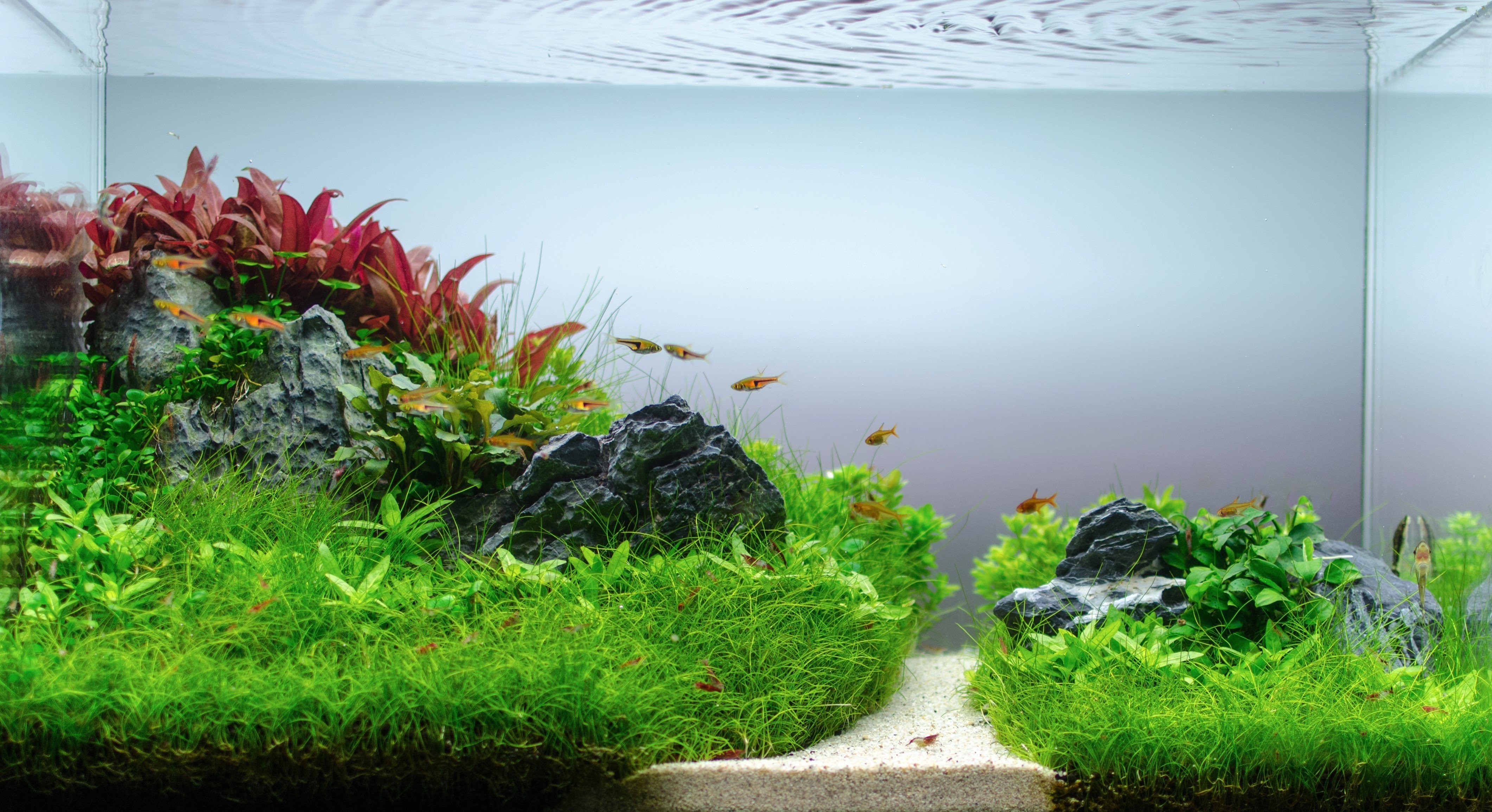 Detail Wallpaper Aquascape Hd Nomer 50