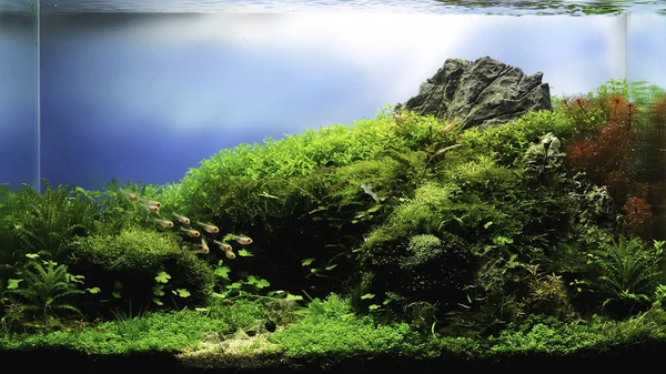 Detail Wallpaper Aquascape Hd Nomer 51