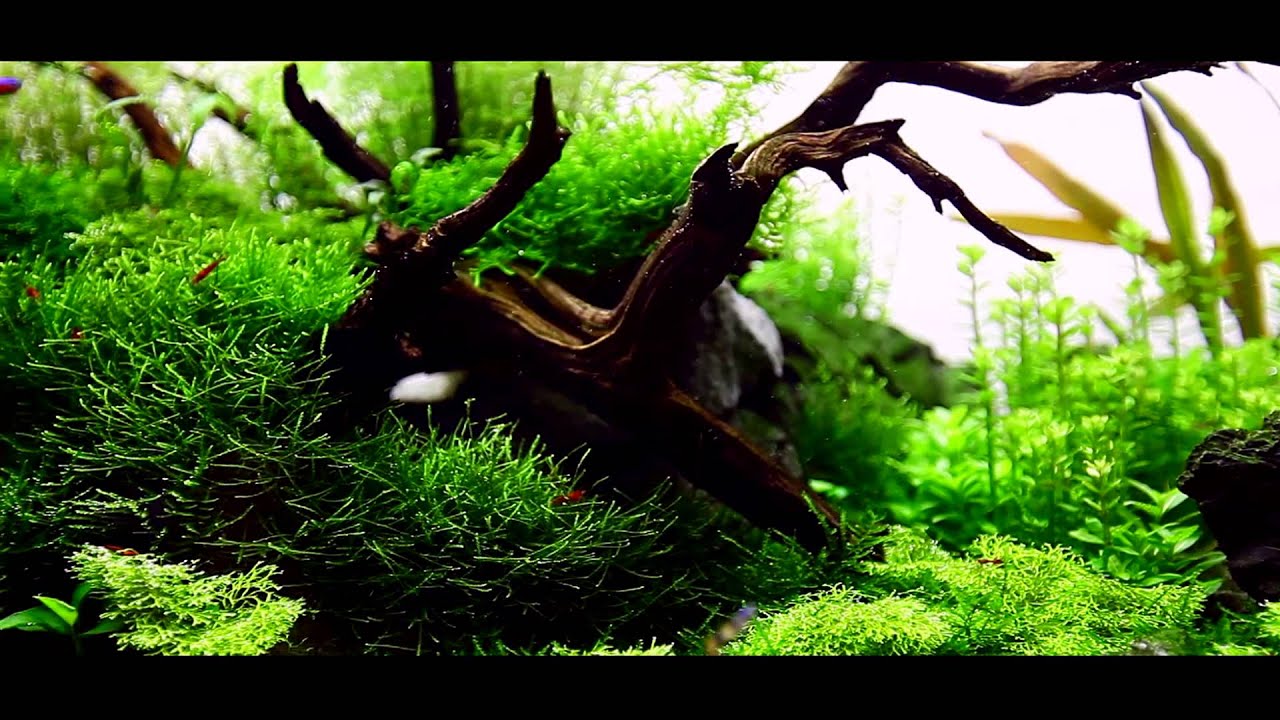 Detail Wallpaper Aquascape Hd Nomer 52