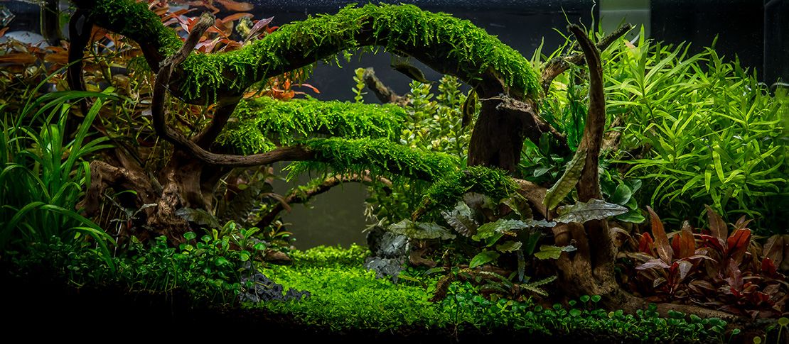 Detail Wallpaper Aquascape Hd Nomer 54