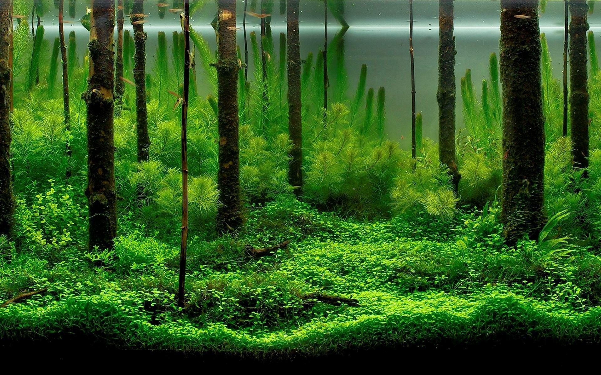 Detail Wallpaper Aquascape Hd Nomer 58