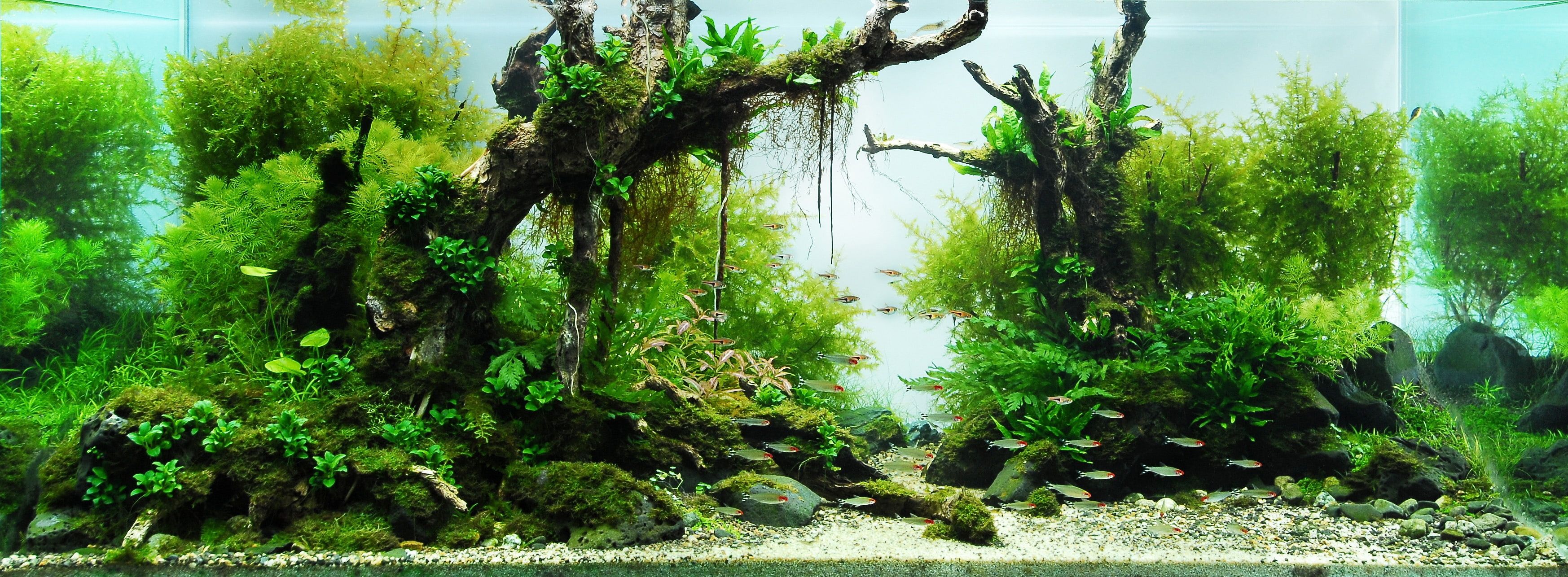 Detail Wallpaper Aquascape Hd Nomer 7