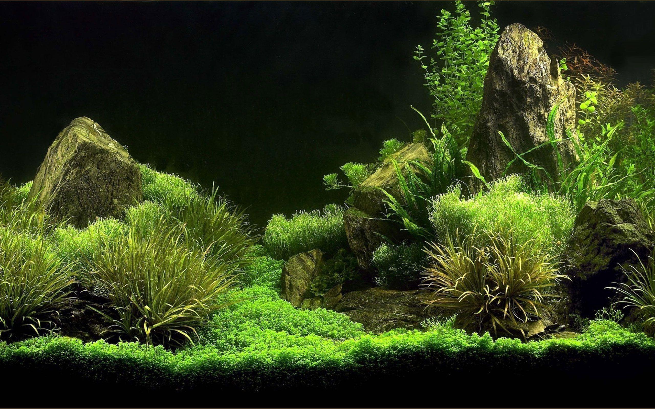 Detail Wallpaper Aquascape Hd Nomer 8