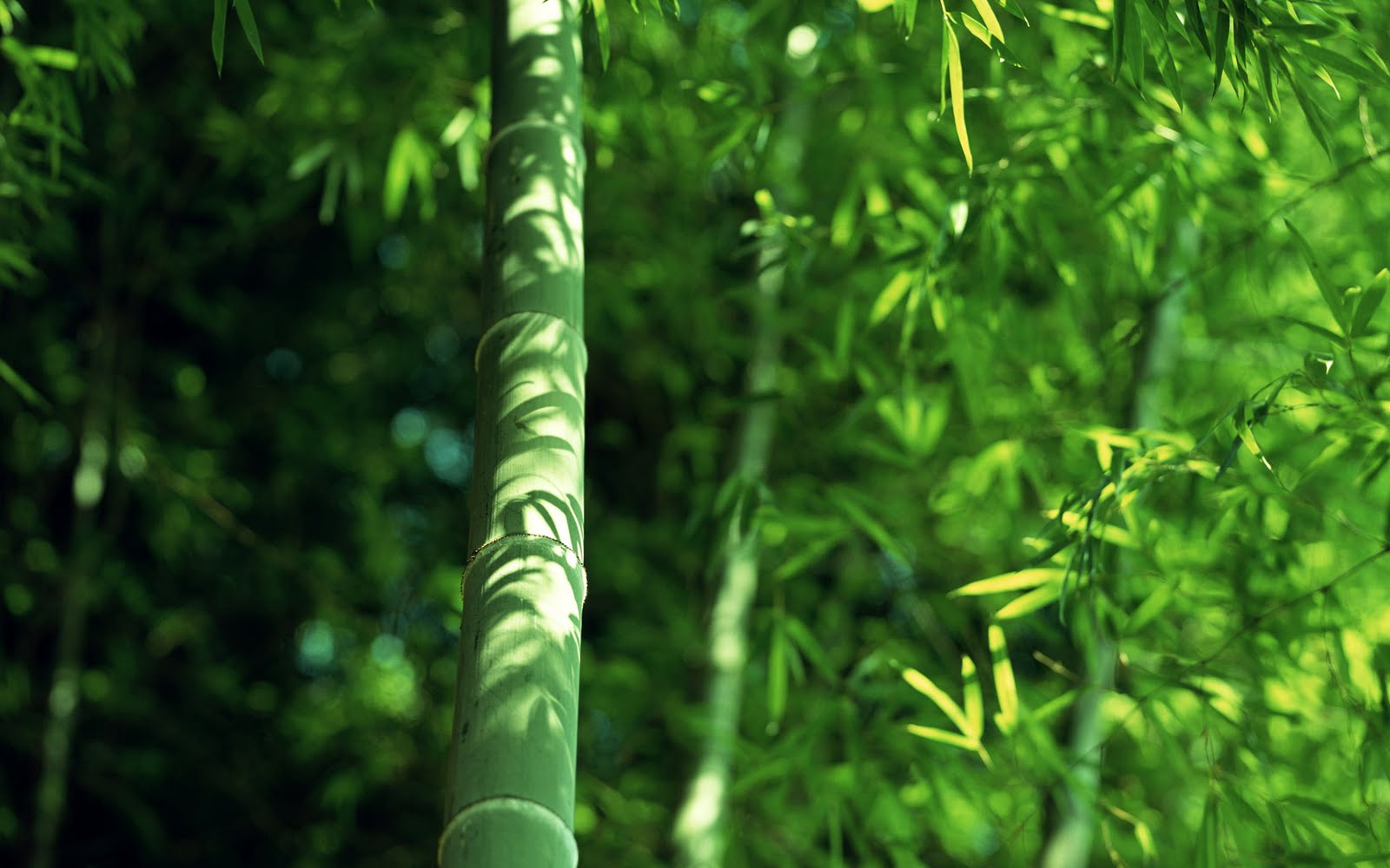 Detail Wallpaper Bamboo Design Nomer 50