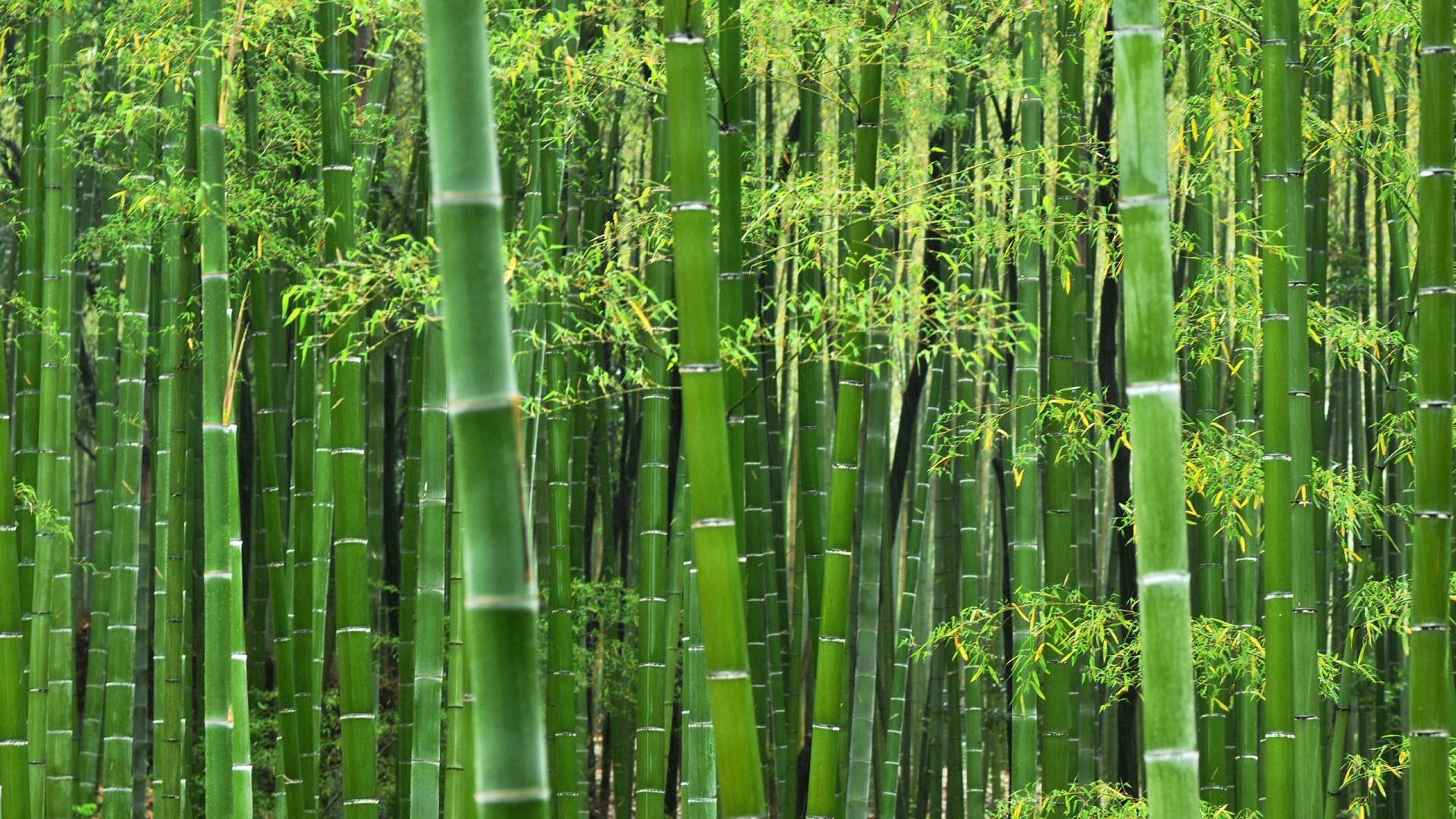 Wallpaper Bamboo Hd - KibrisPDR