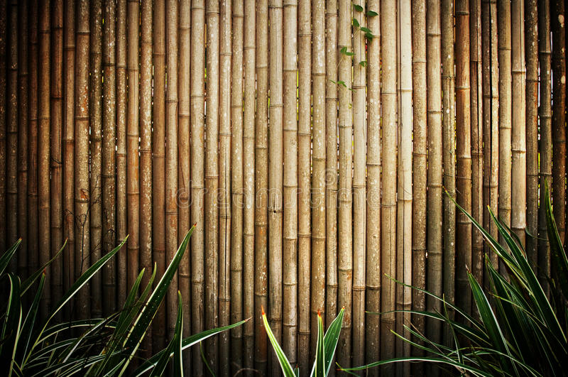 Detail Wallpaper Bamboo Hd Nomer 28