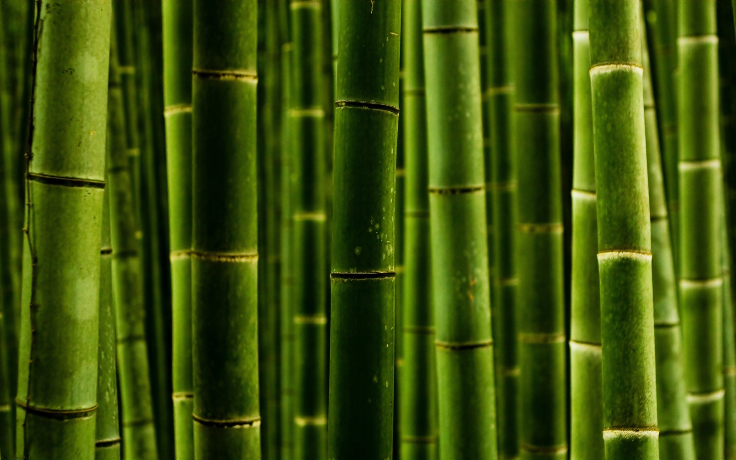 Detail Wallpaper Bamboo Hd Nomer 35