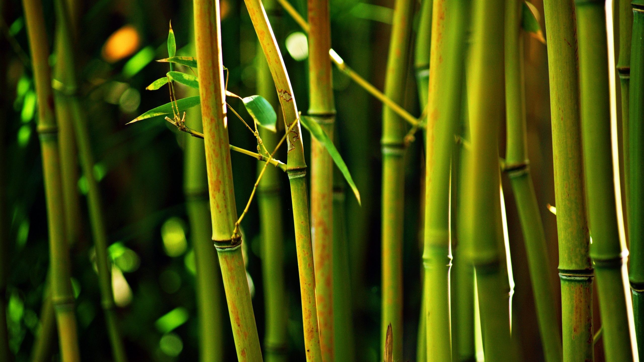 Detail Wallpaper Bamboo Hd Nomer 48