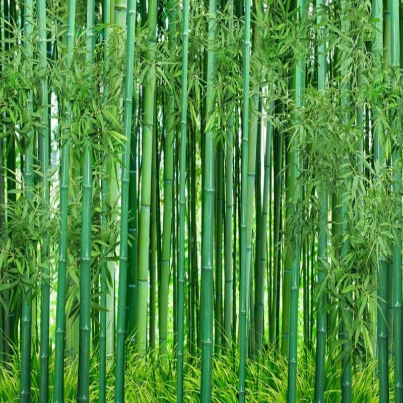 Wallpaper Bambu Hd - 56+ Koleksi Gambar