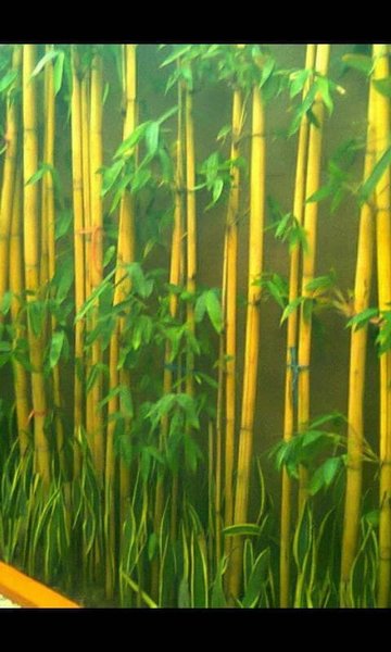 Detail Wallpaper Bambu Kuning Nomer 22
