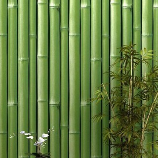 Detail Wallpaper Bambu Kuning Nomer 26