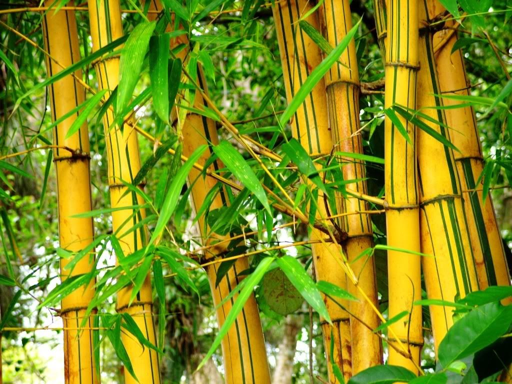 Detail Wallpaper Bambu Kuning Nomer 38