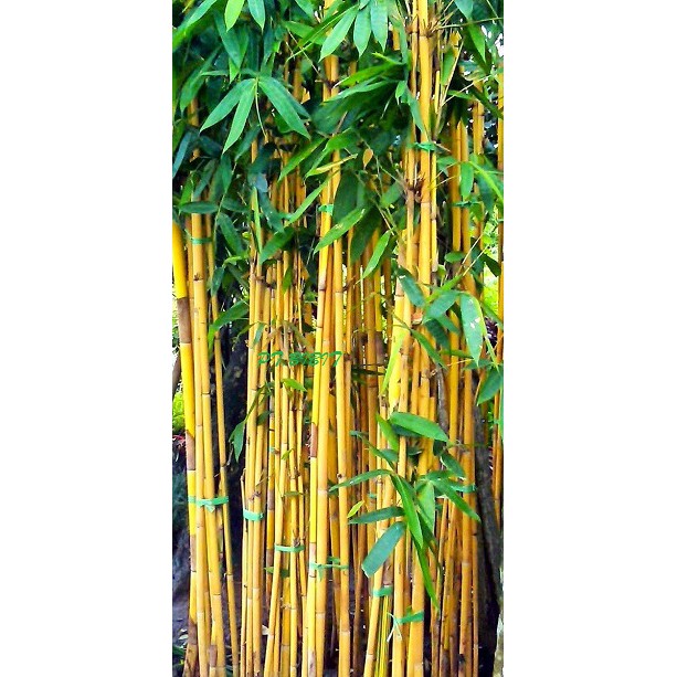 Detail Wallpaper Bambu Kuning Hd Nomer 30