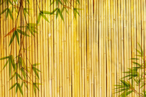 Detail Wallpaper Bambu Kuning Hd Nomer 41