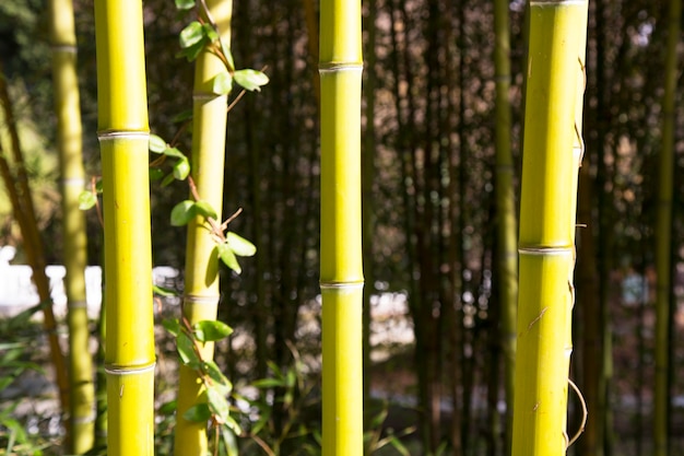 Detail Wallpaper Bambu Kuning Hd Nomer 51