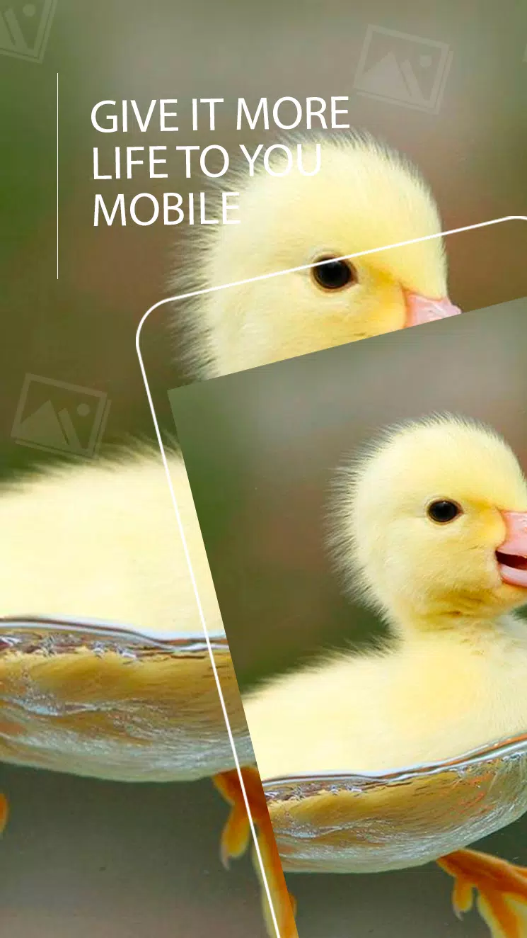 Detail Wallpaper Bebek Nomer 54