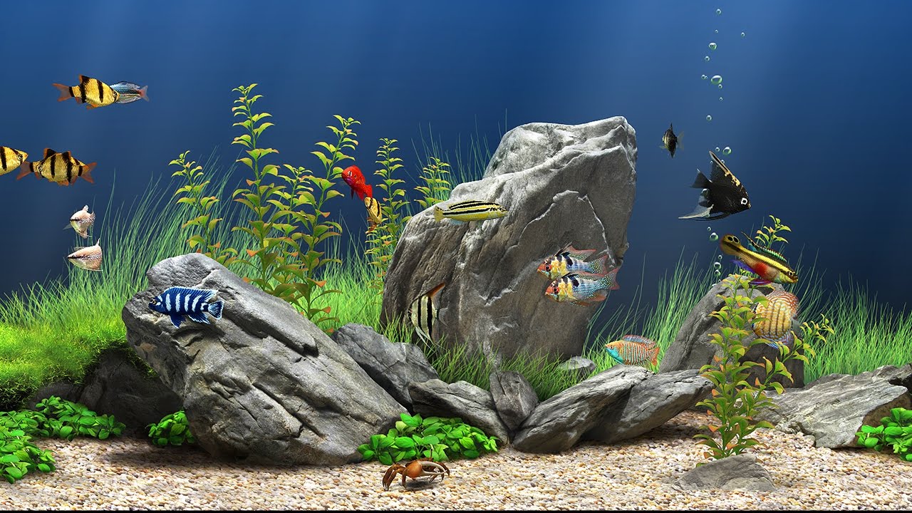 Detail Wallpaper Bergerak Aquarium Nomer 36